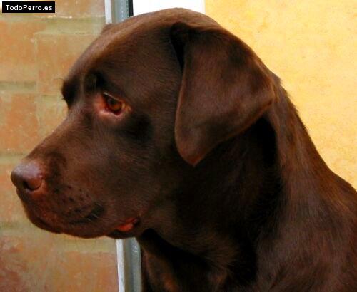 La foto del perro Dingo Foto del perro Dingo