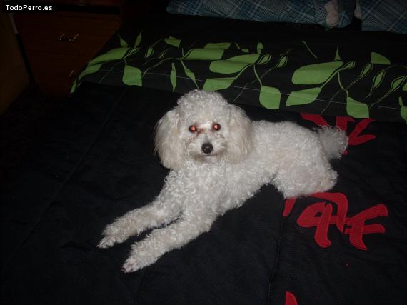 La foto del perro