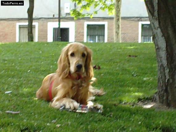La foto del perro
