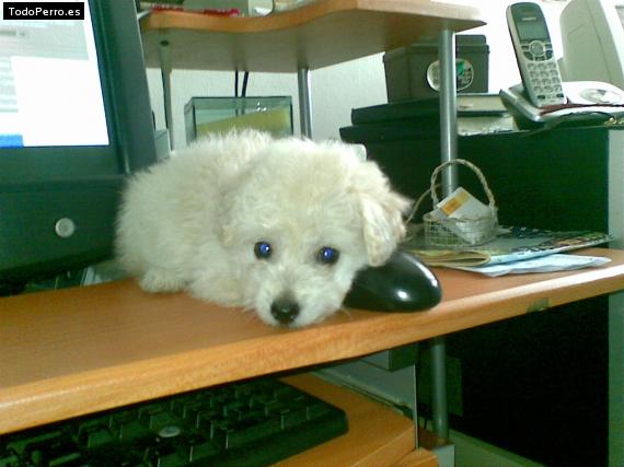Foto del perro Cotton