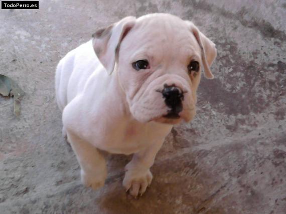 Foto del perro Chumi