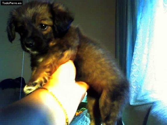 La foto del perro Chipi Foto del perro Chipi