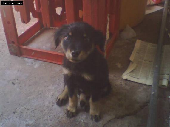 Foto del perro Chocotron