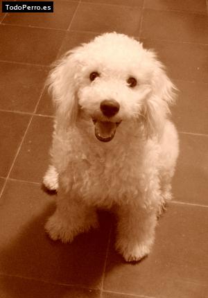 La foto del perro
