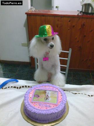 La foto del perro