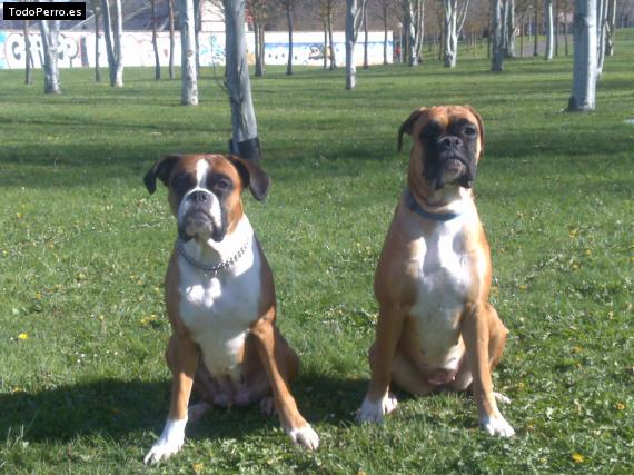 Foto del perro Sira y jun