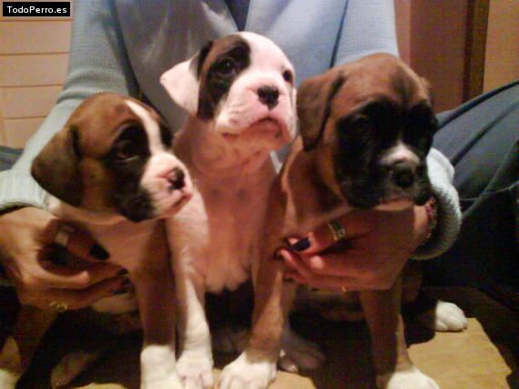 Foto del perro Jun, hook y senna