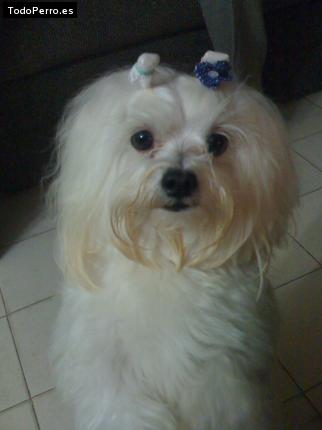 Foto del perro Chuky