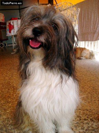 Foto del perro Coco