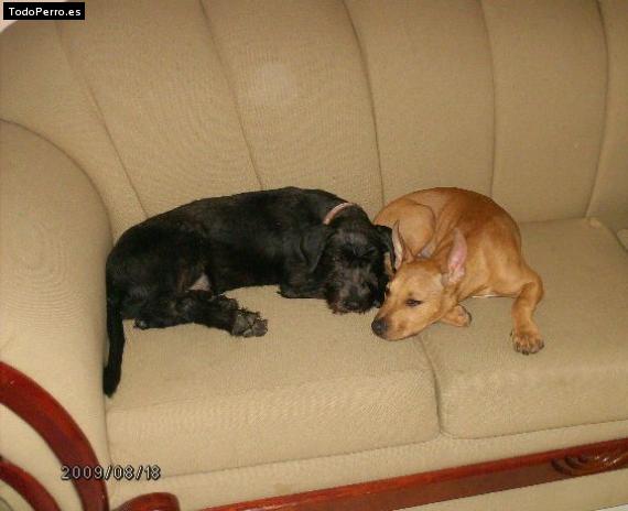 Foto del perro Randa