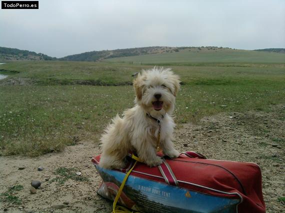 Foto del perro Cooper