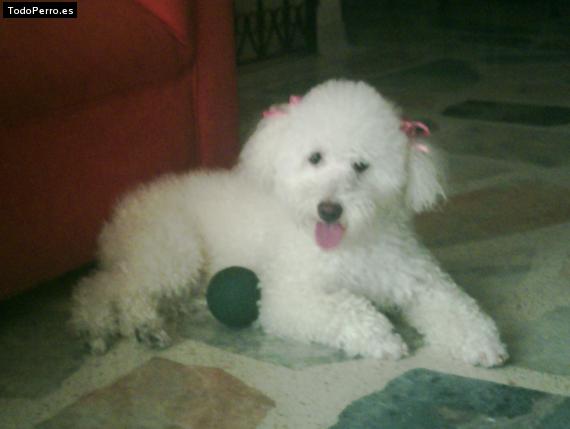 La foto del perro Juanita Foto del perro Juanita