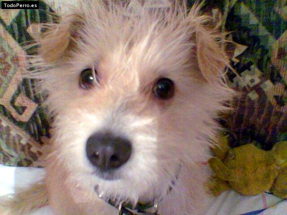 La foto del perro Goyo Foto del perro Goyo