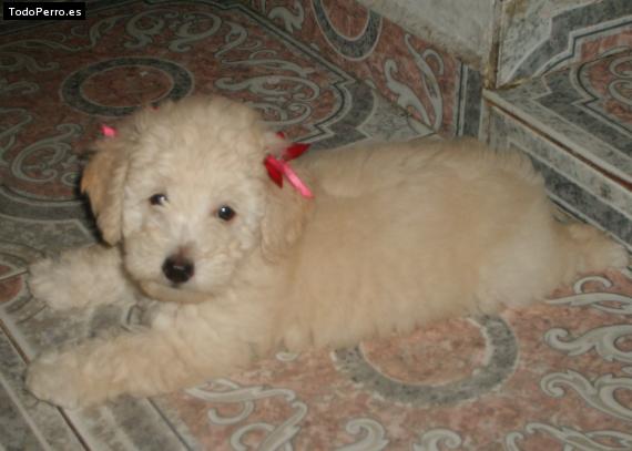 La foto del perro Estrella Foto del perro Estrella