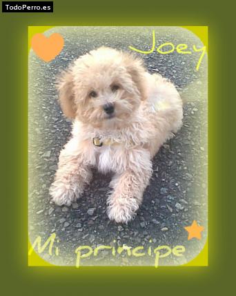 La foto del perro Joey Foto del perro Joey