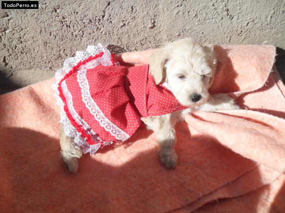 La foto del perro Princesa Foto del perro Princesa