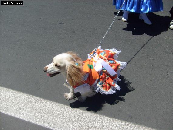 La foto del perro