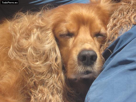 Foto del perro Lukas