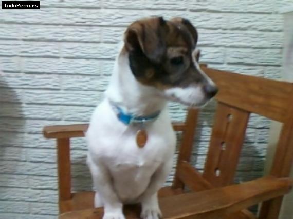 Foto del perro Chanel