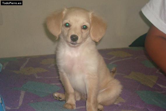 Foto del perro Chispa