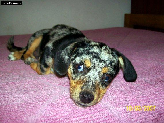 Foto del perro Homero thompson