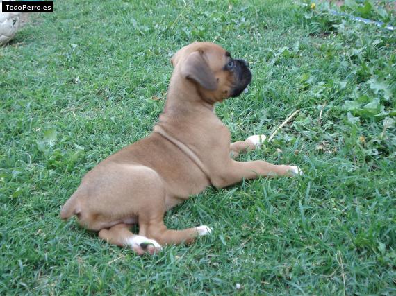 Foto del perro Rafa