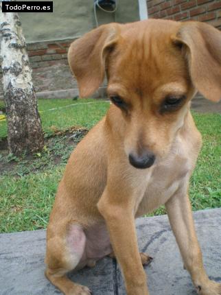 Foto del perro Camilo