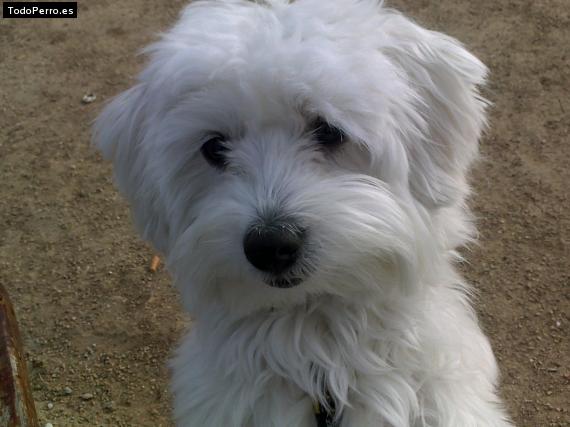 Foto del perro Crash