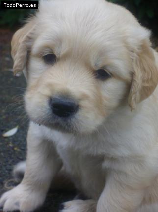 Foto del perro Cloe