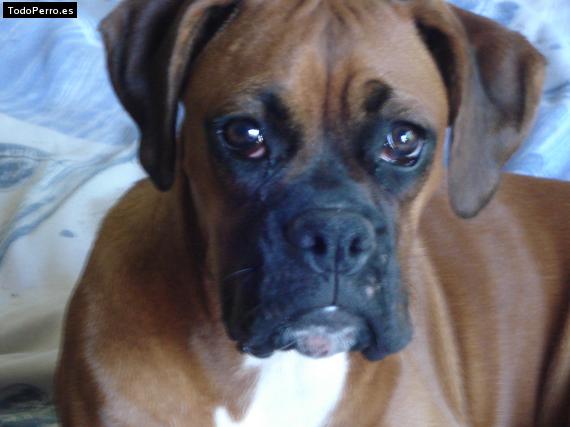 Foto del perro Wanda