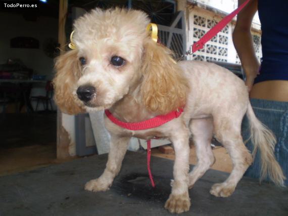 La foto del perro Princesa Foto del perro Princesa