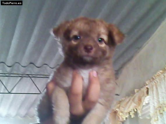 La foto del perro Hannah Foto del perro Hannah