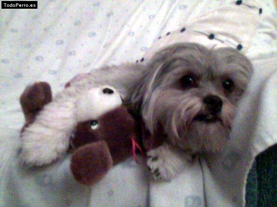 Foto del perro Crazy