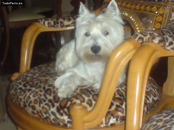 La foto del perro