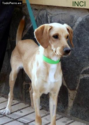 La foto del perro Inci Foto del perro Inci