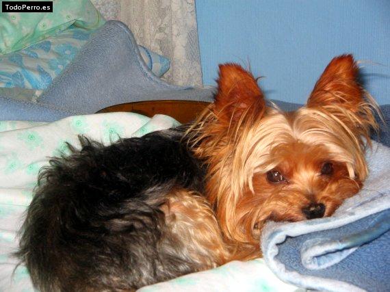 La foto del perro Pinky Foto del perro Pinky