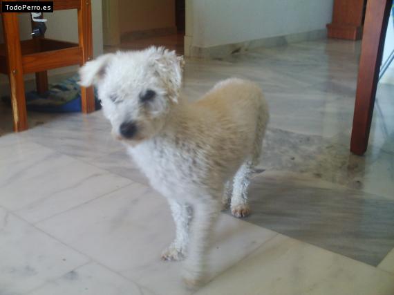 La foto del perro Jordy Foto del perro Jordy