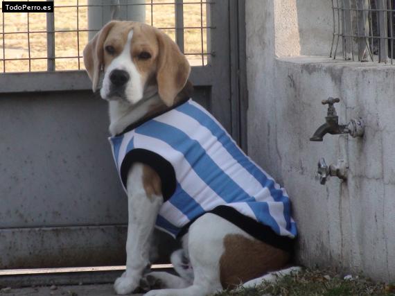 La foto del perro