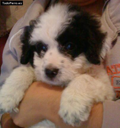 Foto del perro Whily