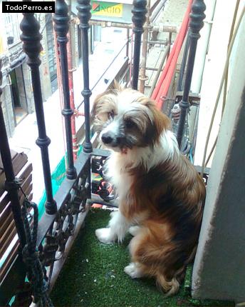 La foto del perro Pistón Foto del perro Pistón