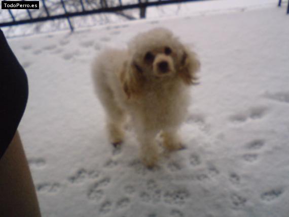 La foto del perro Igor Foto del perro Igor