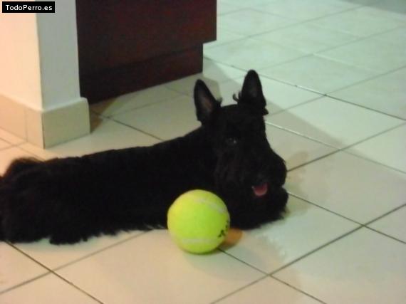 La foto del perro