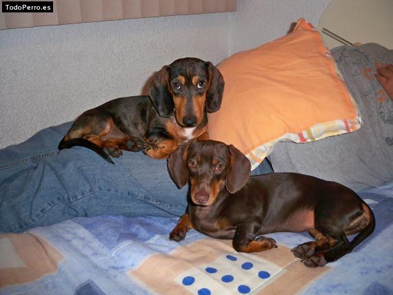 Foto del perro Ibbi y dash