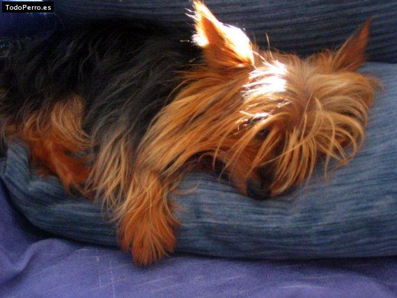 La foto del perro Cosmo Foto del perro Cosmo