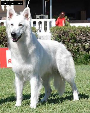 Foto del perro Ryan