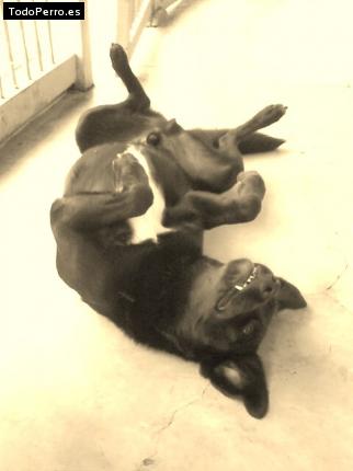 La foto del perro Pirata Foto del perro Pirata