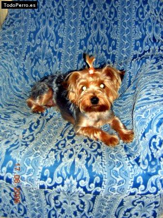 La foto del perro Dakota Foto del perro Dakota