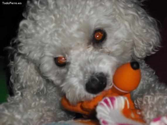 Foto del perro Copito