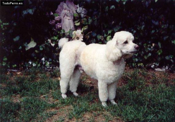 Foto del perro Michell