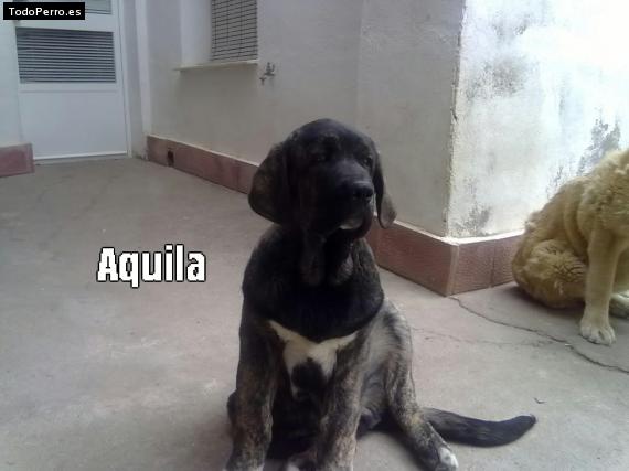 Foto del perro Aquila